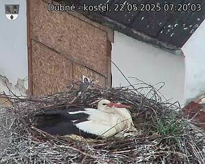 Capi_Dubne_20250522_072003.jpg (1350 x 1080)