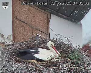 Capi_Dubne_20250522_073503.jpg (1350 x 1080)