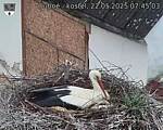 Capi_Dubne_20250522_074503.jpg