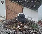 Capi_Dubne_20250522_081502.jpg