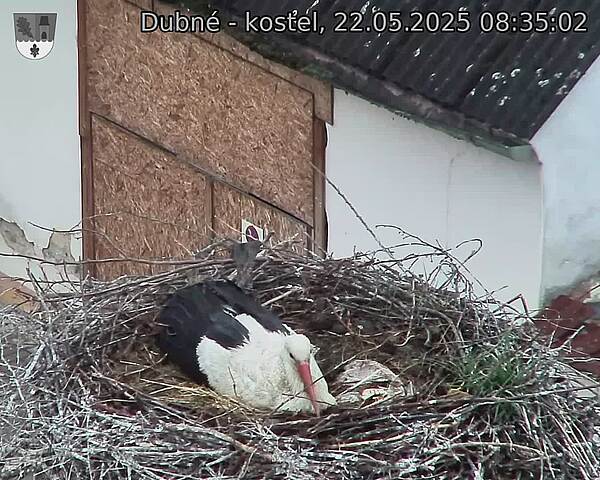 Capi_Dubne_20250522_083502.jpg (1350 x 1080)