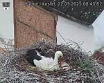 Capi_Dubne_20250522_084502.jpg