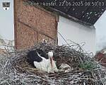 Capi_Dubne_20250522_085003.jpg