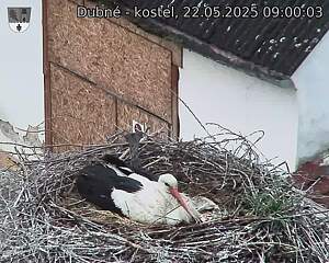 Capi_Dubne_20250522_090004.jpg (1350 x 1080)