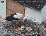 Capi_Dubne_20250522_092503.jpg