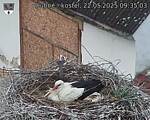 Capi_Dubne_20250522_093504.jpg