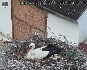 Capi_Dubne_20250522_095004.jpg (1350 x 1080)