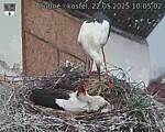 Capi_Dubne_20250522_100502.jpg