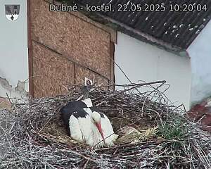 Capi_Dubne_20250522_102004.jpg (1350 x 1080)