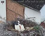 Capi_Dubne_20250522_102502.jpg