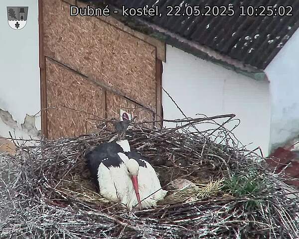 Capi_Dubne_20250522_102502.jpg (1350 x 1080)
