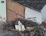 Capi_Dubne_20250522_105502.jpg
