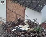 Capi_Dubne_20250522_112502.jpg