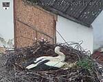 Capi_Dubne_20250522_114003.jpg