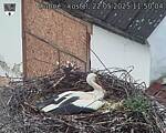 Capi_Dubne_20250522_115004.jpg