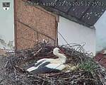 Capi_Dubne_20250522_122502.jpg