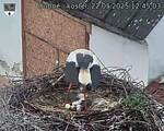 Capi_Dubne_20250522_124504.jpg