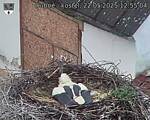 Capi_Dubne_20250522_125504.jpg