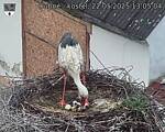 Capi_Dubne_20250522_130504.jpg