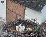 Capi_Dubne_20250522_140003.jpg