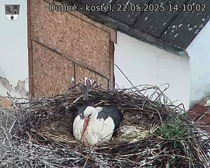 Capi_Dubne_20250522_141002.jpg (1350 x 1080)