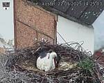 Capi_Dubne_20250522_142503.jpg