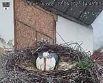Capi_Dubne_20250522_144503.jpg