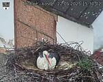 Capi_Dubne_20250522_153002.jpg