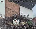Capi_Dubne_20250522_154002.jpg