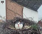 Capi_Dubne_20250522_154503.jpg