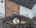 Capi_Dubne_20250522_162504.jpg