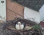 Capi_Dubne_20250522_163002.jpg