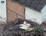 Capi_Dubne_20250522_180502.jpg