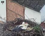 Capi_Dubne_20250522_181503.jpg