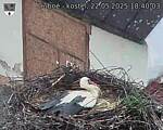 Capi_Dubne_20250522_184003.jpg