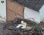 Capi_Dubne_20250522_185004.jpg