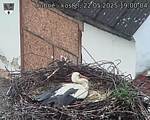 Capi_Dubne_20250522_190004.jpg