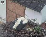 Capi_Dubne_20250522_191003.jpg