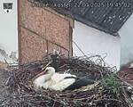 Capi_Dubne_20250522_194502.jpg