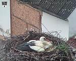 Capi_Dubne_20250522_200002.jpg
