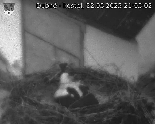 Capi_Dubne_20250522_210502.jpg (1350 x 1080)