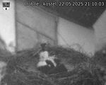 Capi_Dubne_20250522_211003.jpg