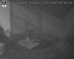 Capi_Dubne_20250523_024002.jpg