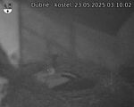 Capi_Dubne_20250523_031002.jpg