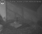 Capi_Dubne_20250523_035002.jpg