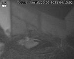 Capi_Dubne_20250523_041502.jpg