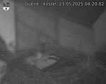 Capi_Dubne_20250523_042002.jpg