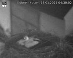 Capi_Dubne_20250523_043002.jpg