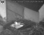 Capi_Dubne_20250523_043502.jpg