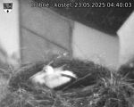 Capi_Dubne_20250523_044003.jpg